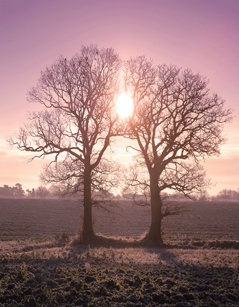 Silent Dawn